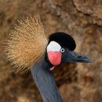 Black Crowned Crane